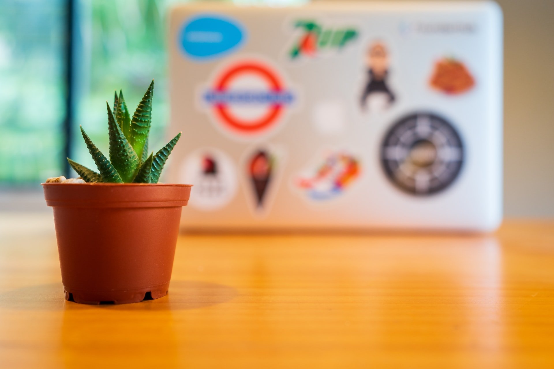 a potted plant on a table