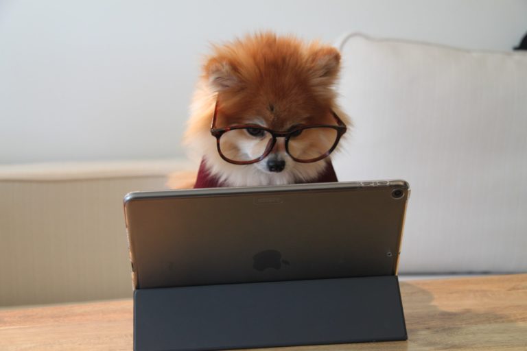 a dog wearing glasses